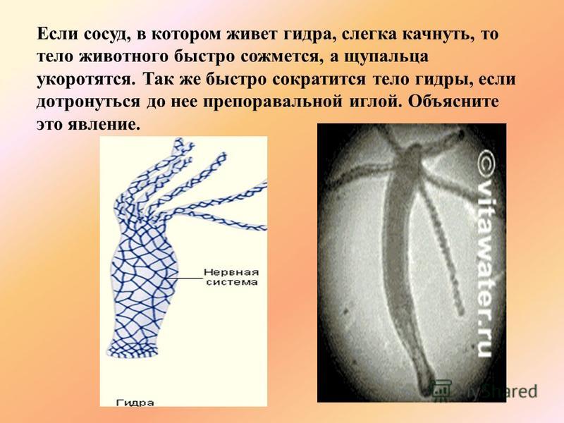 Кракен krakens13 at