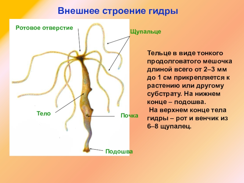 Кракен маркетплейс это